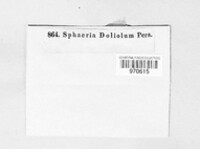 Leptosphaeria doliolum image
